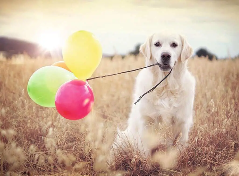  Xếp hình puzzle Balloon Party 500 mảnh RAVENSBURGER 165858 