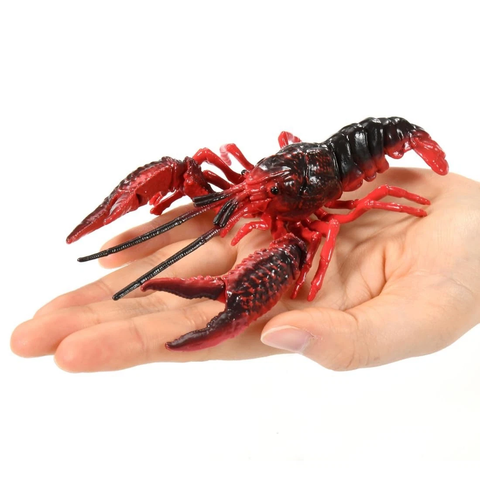  Tôm Hùm Đất Mỹ AL-31 American Crayfish 