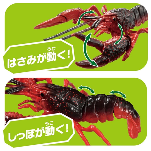  Tôm Hùm Đất Mỹ AL-31 American Crayfish 