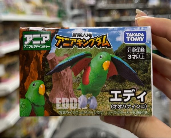  Ania Kingdom Eddie (Moluccan eclectus) 