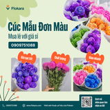  Cúc Mẫu Đơn Màu 