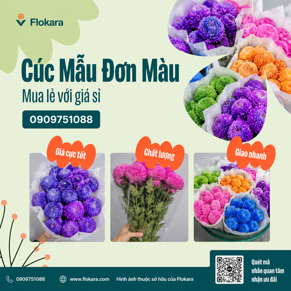  Cúc Mẫu Đơn Màu 