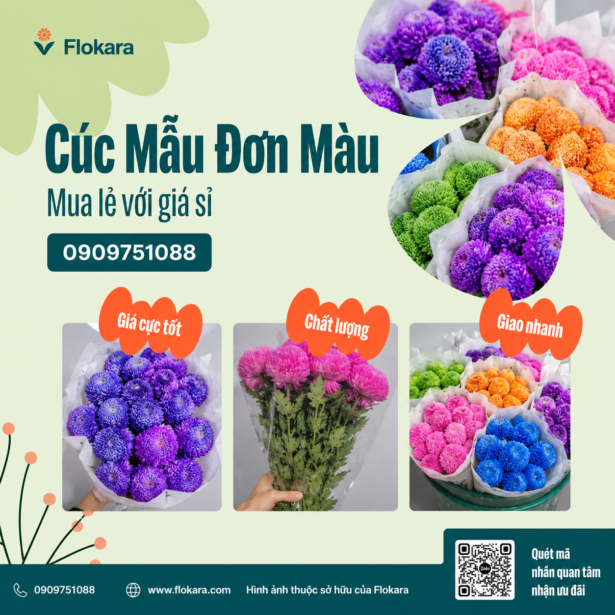  Cúc Mẫu Đơn Màu 