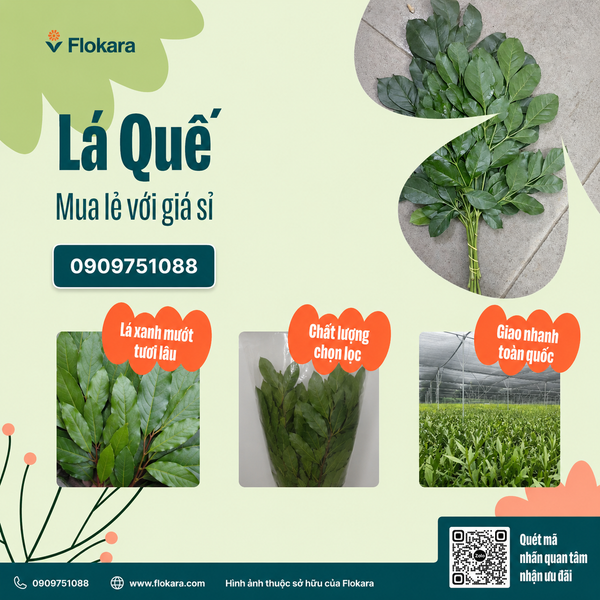  Lá Quế 
