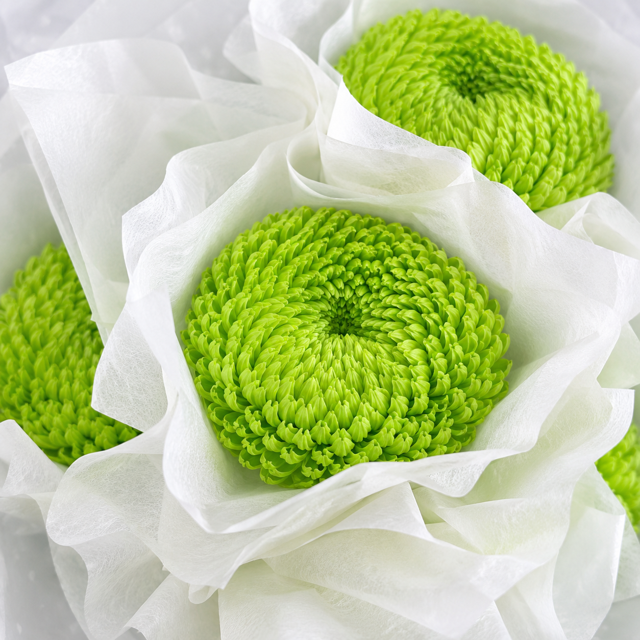  Cúc Mẫu Đơn Màu 