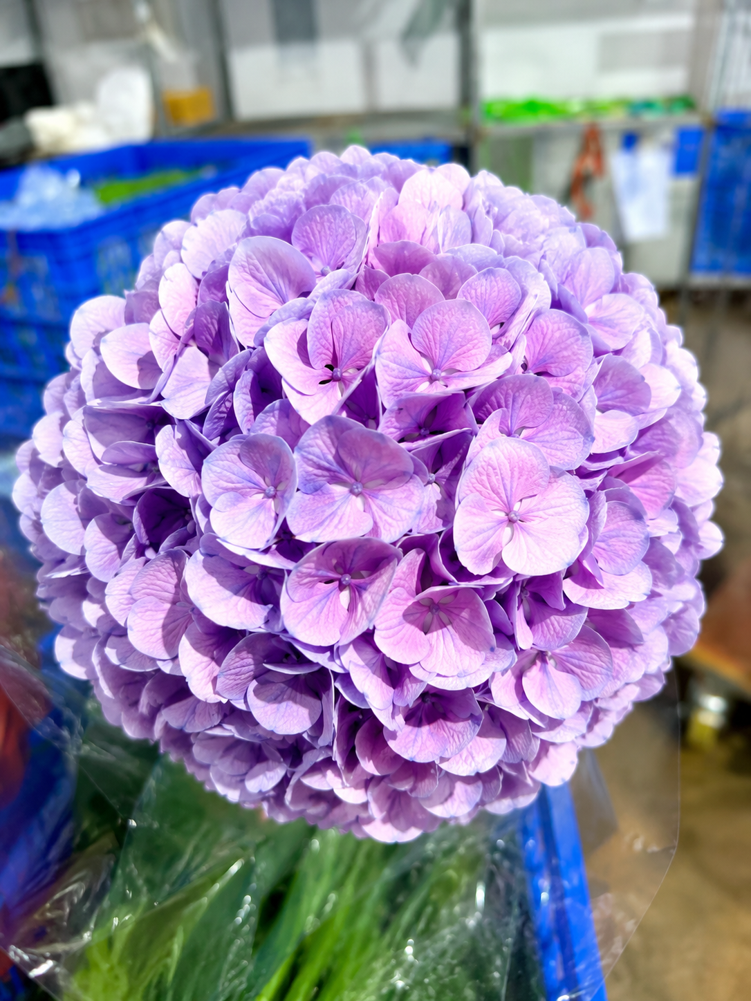  Cẩm Tú Cầu 