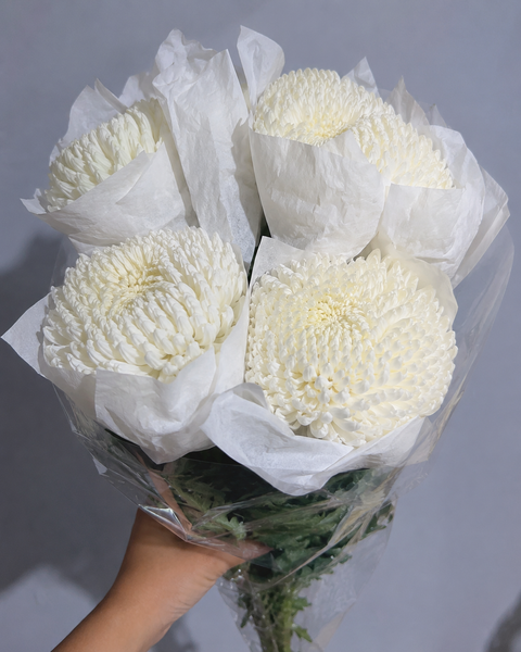  Cúc Mẫu Đơn Trắng 