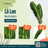  Lá Lan 