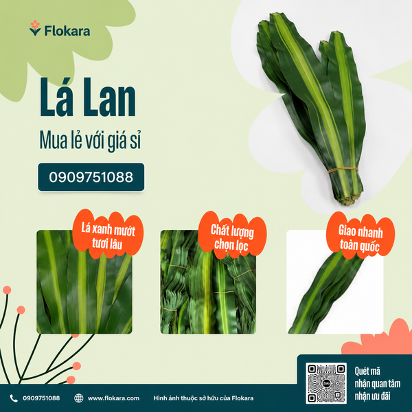  Lá Lan 