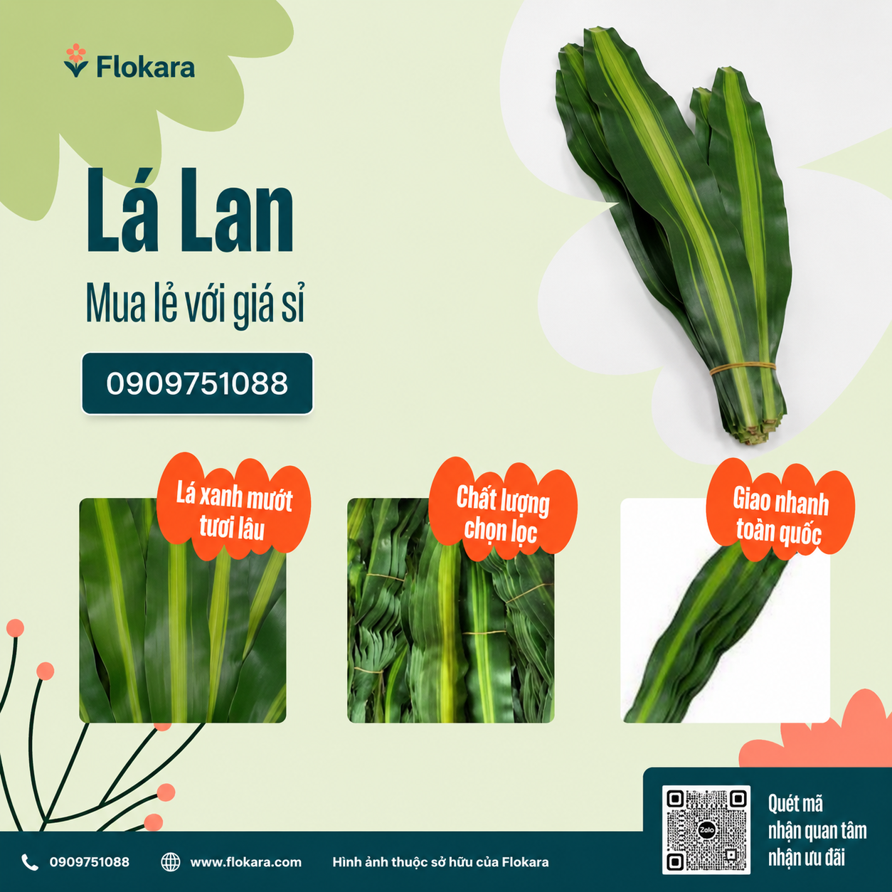  Lá Lan 