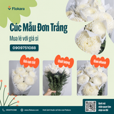  Cúc Mẫu Đơn Trắng 