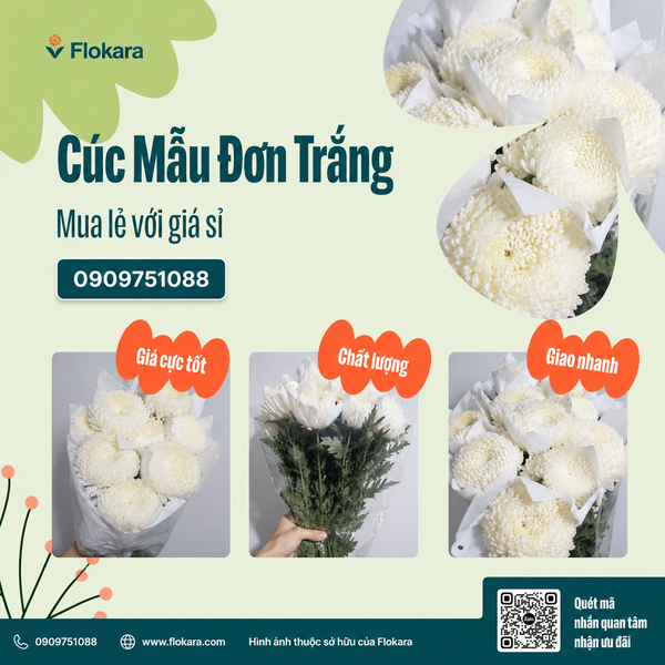  Cúc Mẫu Đơn Trắng 