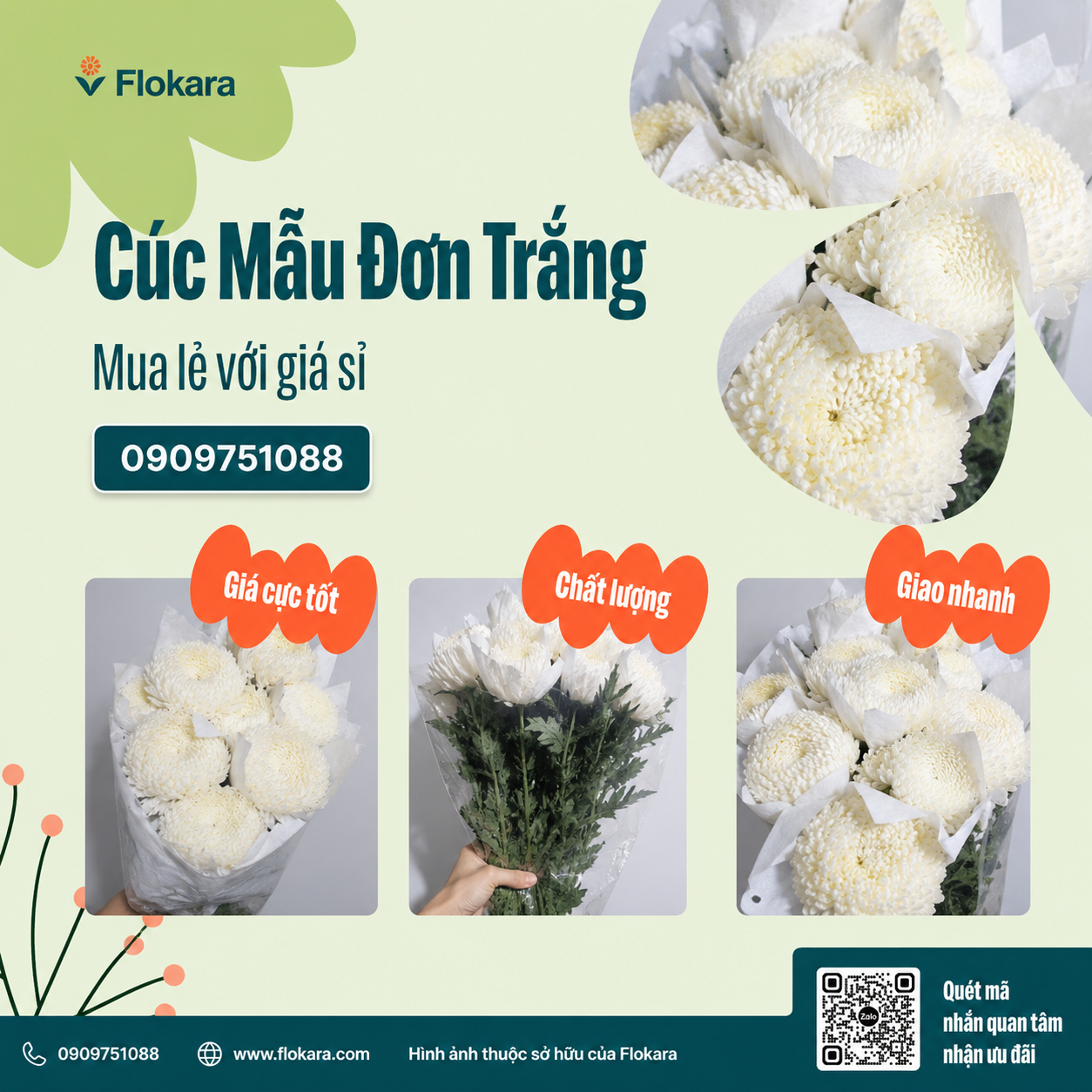 Cúc Mẫu Đơn Trắng 