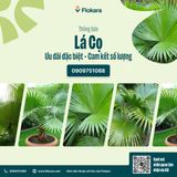 Lá Cọ Cắm Hoa 