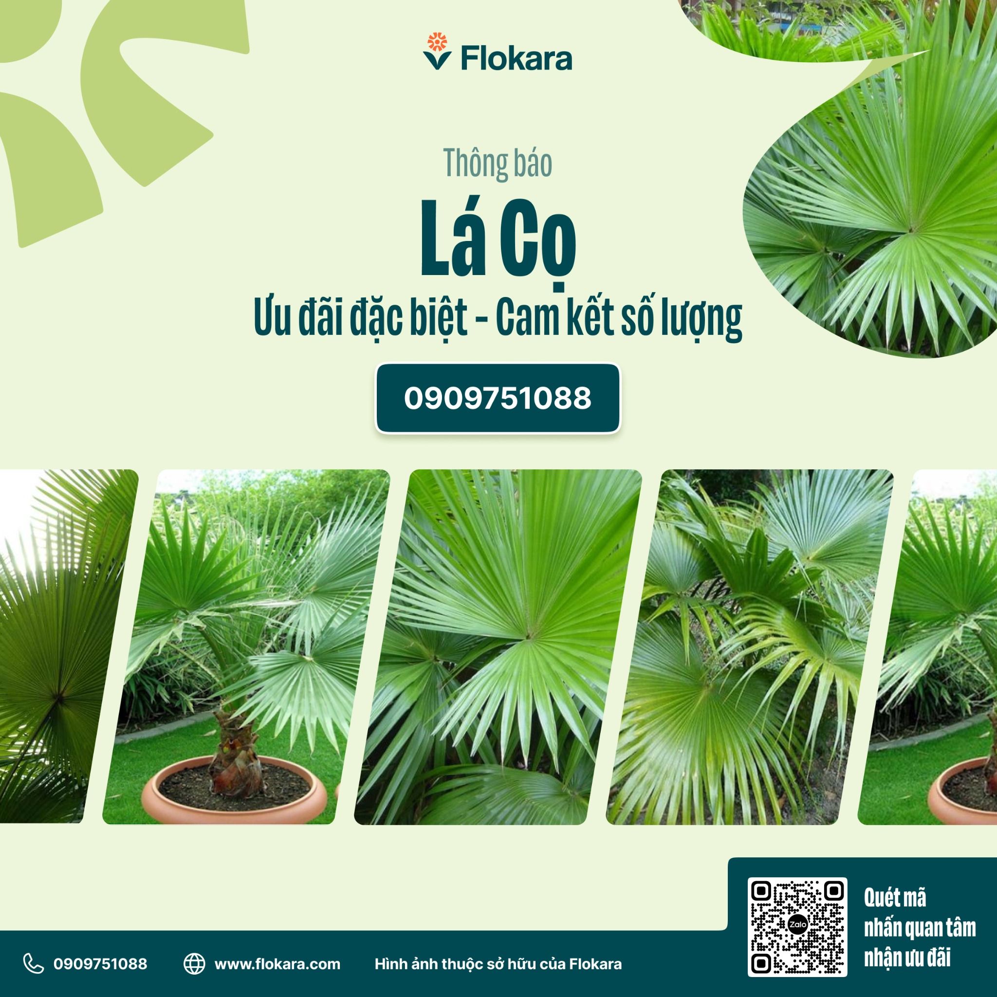  Lá Cọ Cắm Hoa 