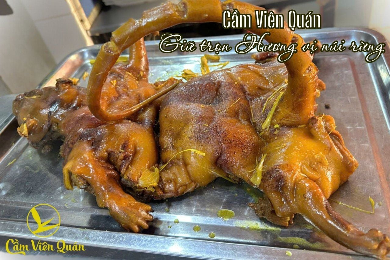  Cầy Hương – Đặc sản núi rừng hiếm lạ | Cầm Viên Quán 