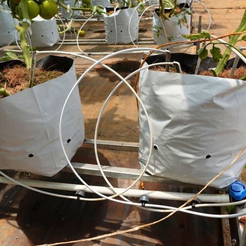  Bộ đầu nhỏ giọt bù áp 4l/h, cổng chia 2 