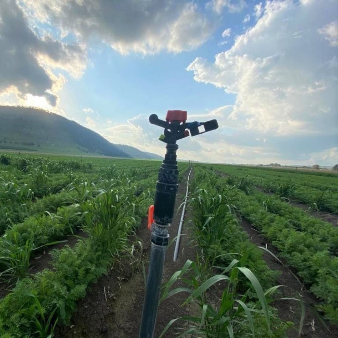  Béc tưới cánh đập 5035 SD 