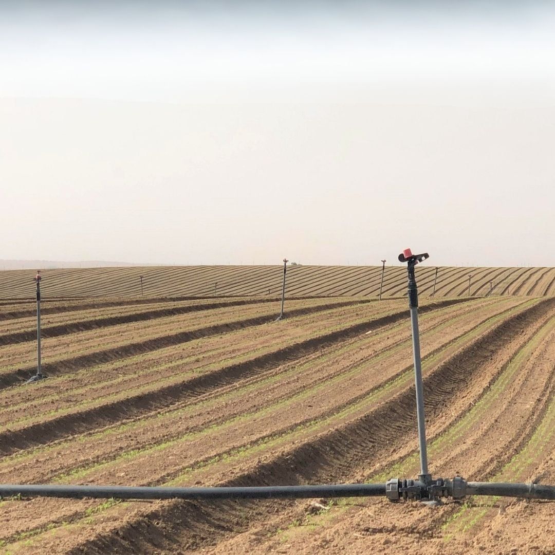  Béc tưới cánh đập 5035 SD 