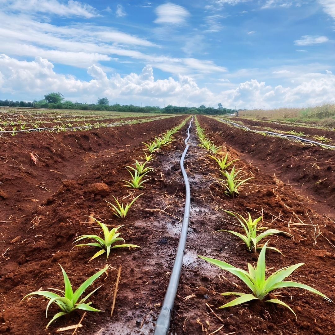  Dây nhỏ giọt bù áp thành mỏng GATDrip 