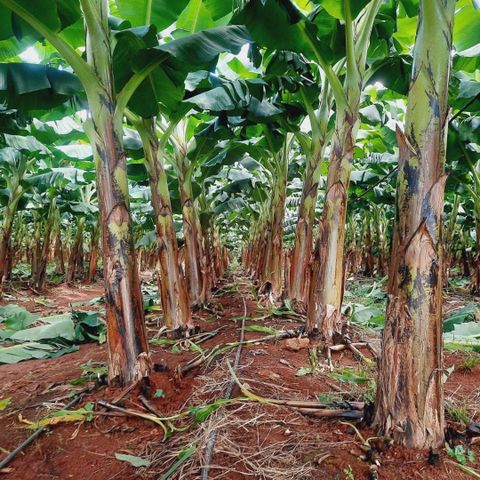  Dây nhỏ giọt GAT-TAPE, 10mil 