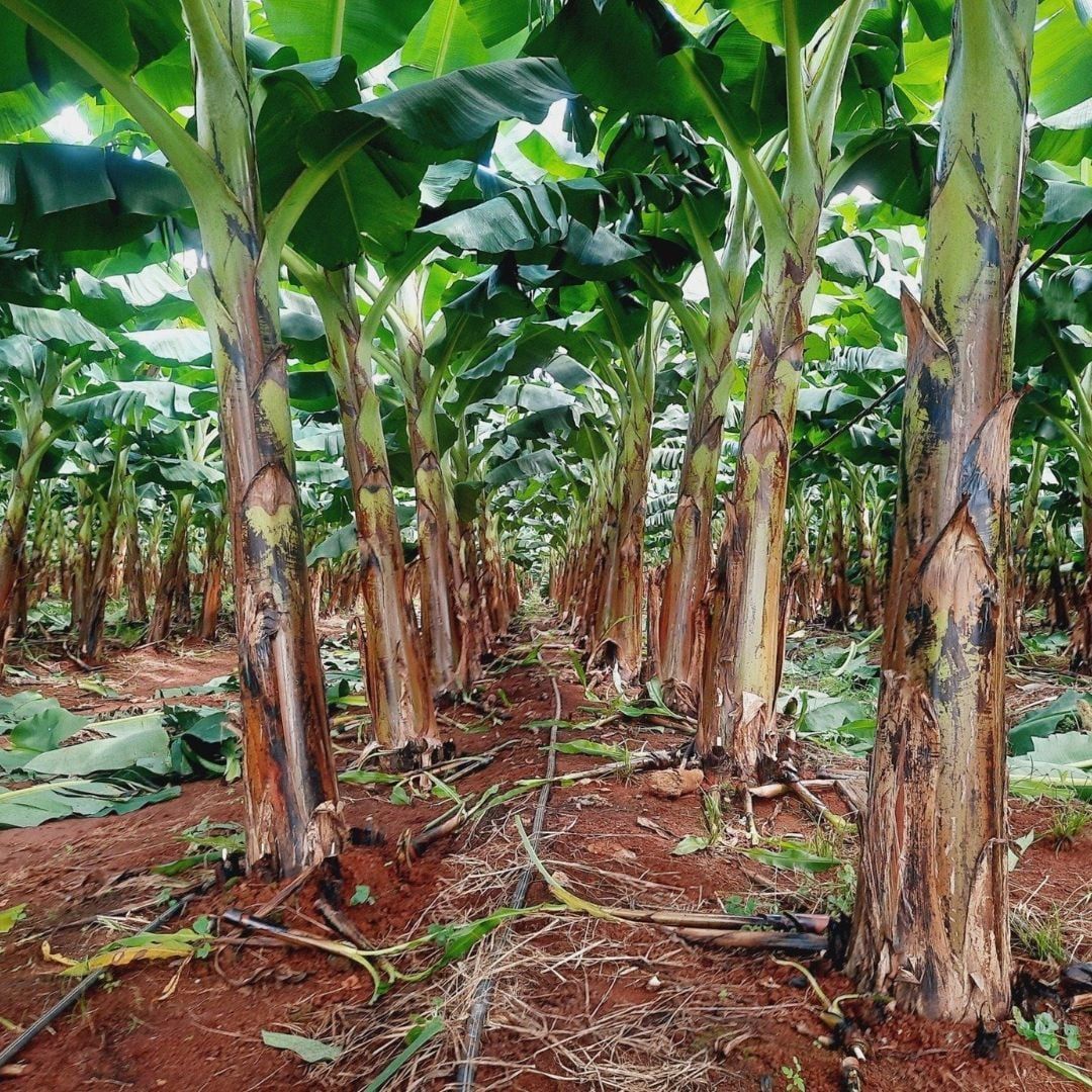  Dây nhỏ giọt GAT-TAPE, 10mil 