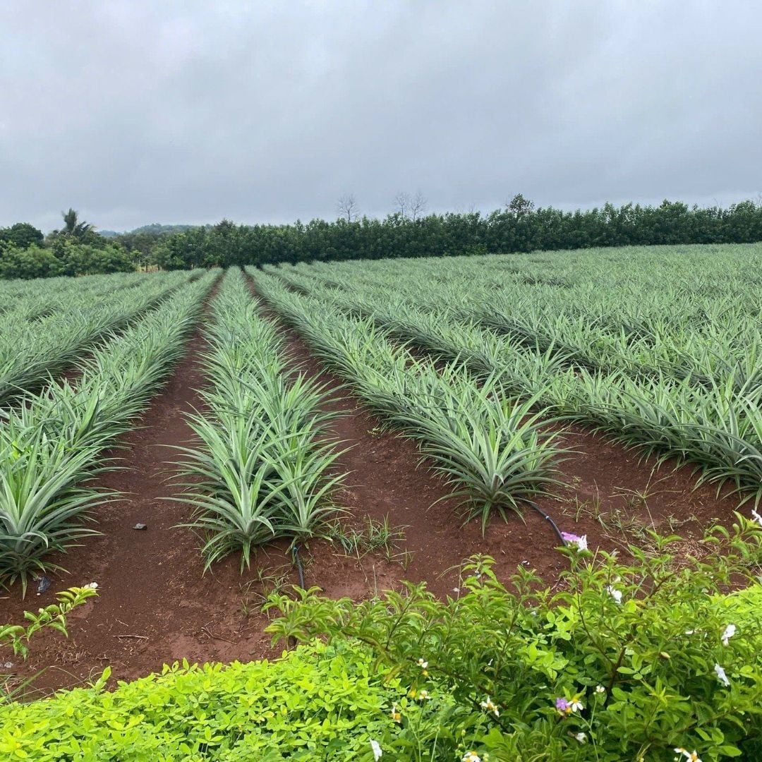  Dây nhỏ giọt GAT-TAPE, 10mil 