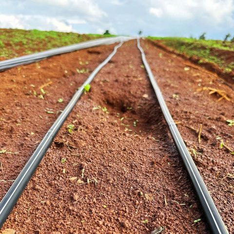  Dây nhỏ giọt bù áp thành dày GATDrip 