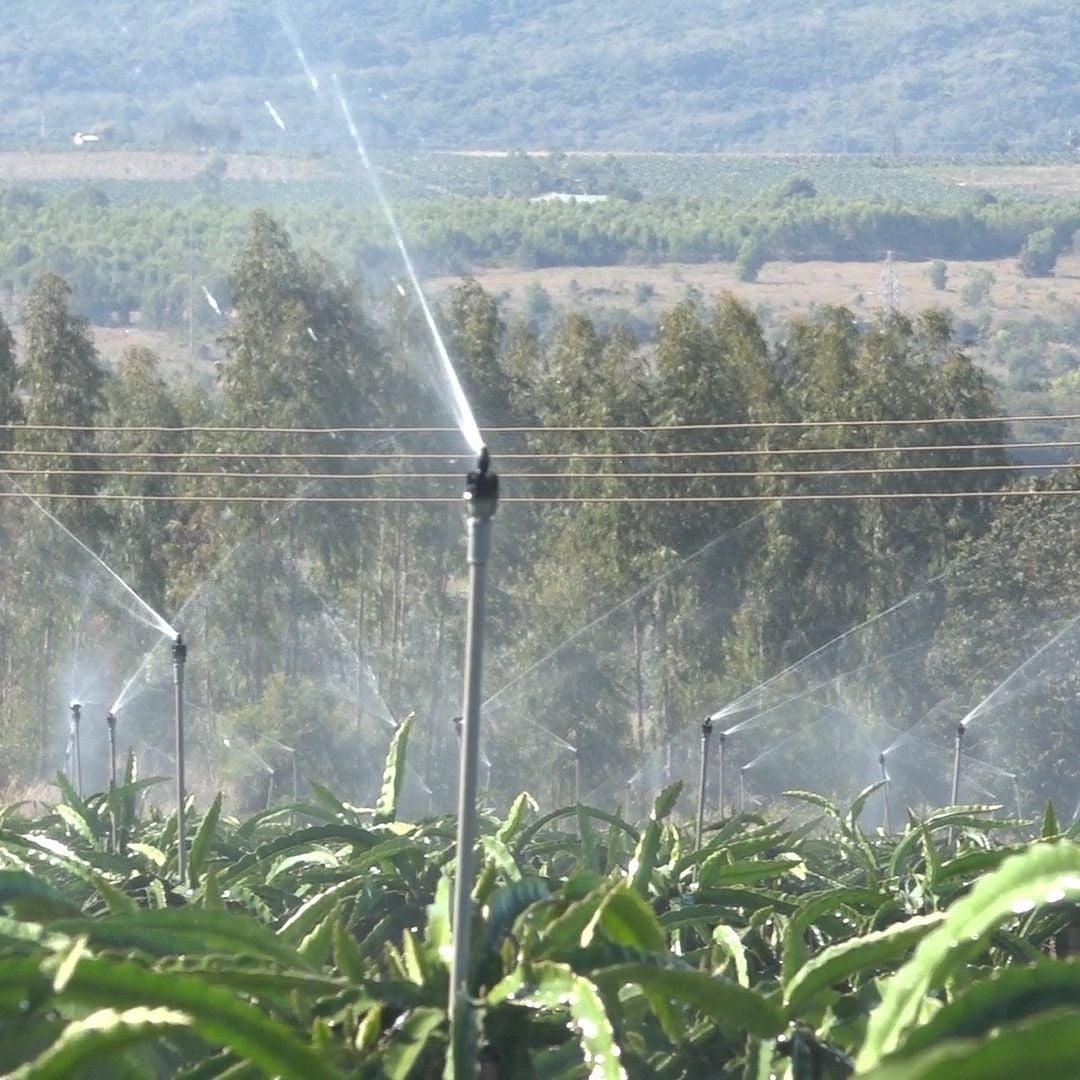  Béc tưới phun mưa bù áp Super 10 PC 