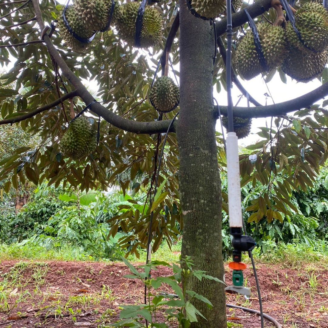  Béc tưới phun mưa nhà màng GREEN SPIN 