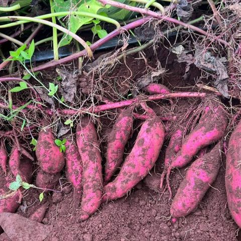 Dây nhỏ giọt GAT-TAPE, 6mil