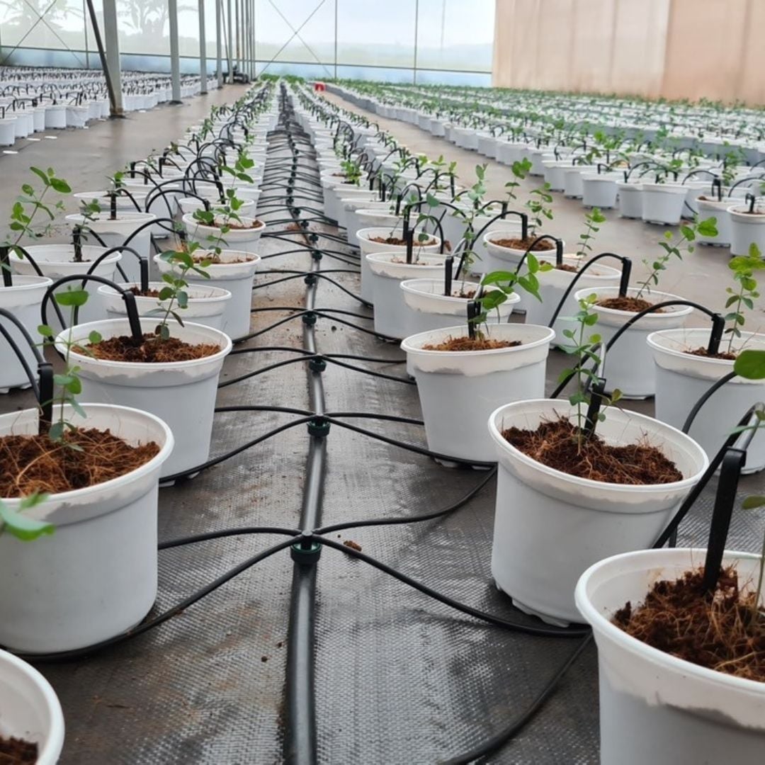  Đầu nhỏ giọt bù áp CLICKTIF 