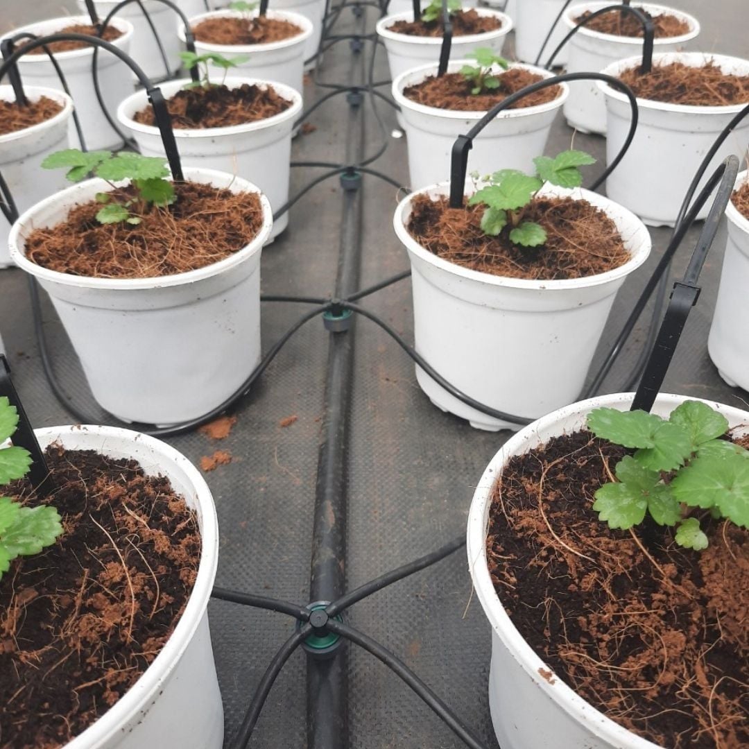  Đầu nhỏ giọt bù áp CLICKTIF 