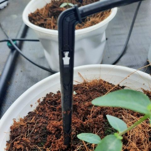  Que cắm nhỏ giọt CLICKTIF 