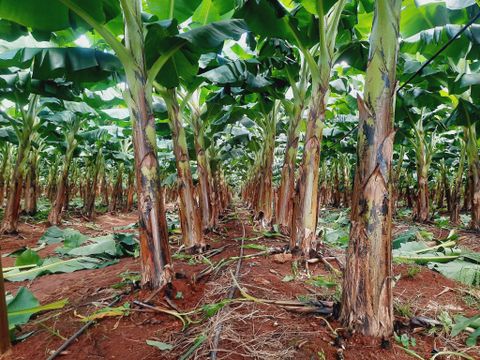  Dây nhỏ giọt GAT-TAPE, 10mil 