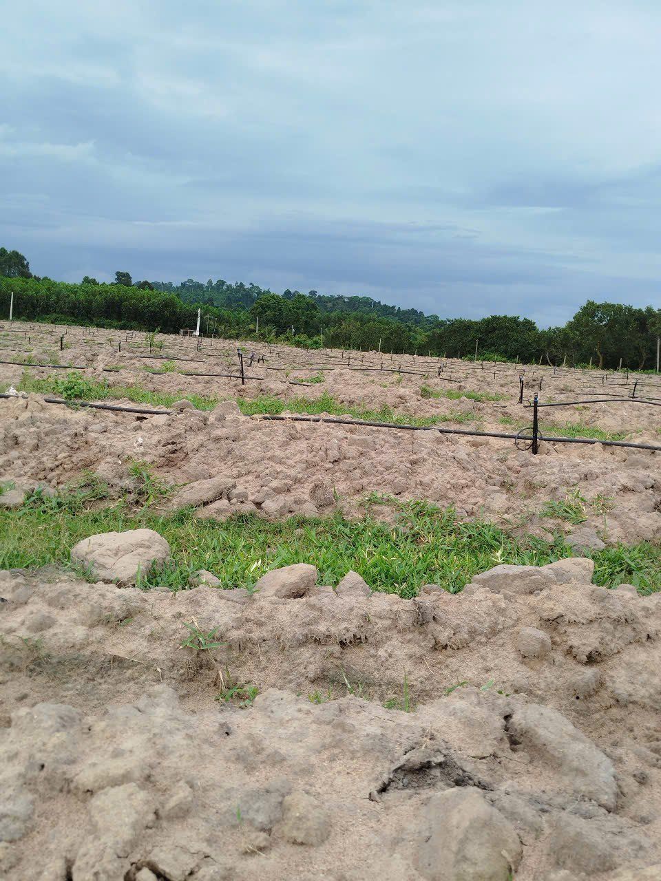  Béc Tưới Phun Mưa Bù Áp GAT 2016 