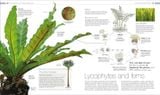  PLANTS AND FUNGI: THE DEFINITIVE VISUAL GUIDE 