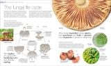  PLANTS AND FUNGI: THE DEFINITIVE VISUAL GUIDE 