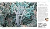  PLANTS AND FUNGI: THE DEFINITIVE VISUAL GUIDE 