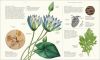 ATLAS OF BOTANY 