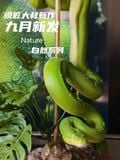  Green Tree Python - Mojiang Dashu Studio 