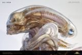  INNER LIFE Alien - Deep Tale Studio 