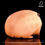  What the Dog Doing - Nan Bei lv Dou Studio 