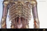  INNER LIFE Alien - Deep Tale Studio 