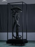  Scorched Xenomorph - Alien: Romulus - Reborn Studio 
