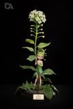  Shephred’s Purse flower Fairy - Berserk - Orange Art Studio 
