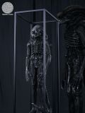  Scorched Xenomorph - Alien: Romulus - Reborn Studio 