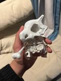  Cubone - Pokemon - Kojiro Studio 