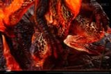  Dire Miralis - Monster Hunter - Lark Studio 