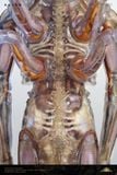  INNER LIFE Alien - Deep Tale Studio 